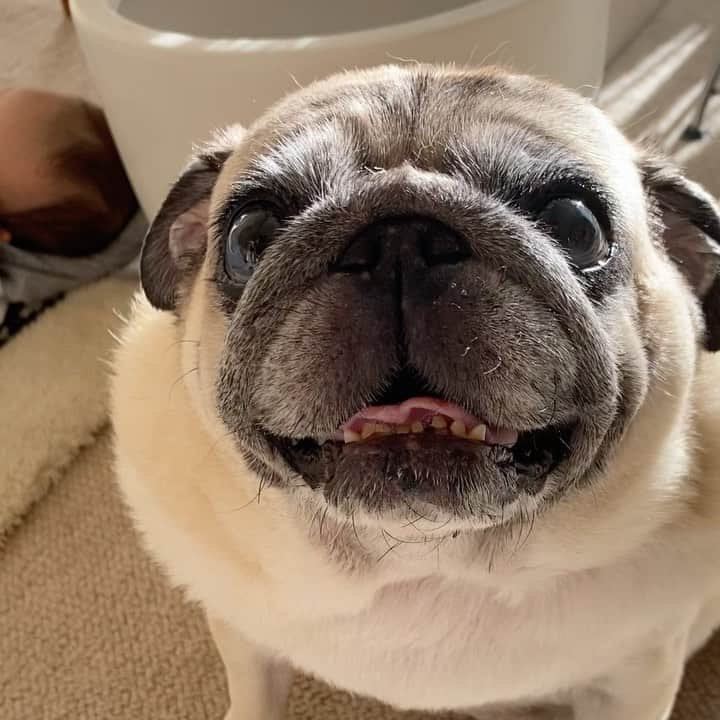 YOPPYのインスタグラム：「.  @pug_lyra_pug 姐さん と 公太朗」