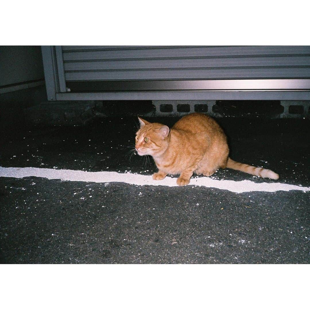 和田颯のインスタグラム：「愛媛→広島の間にいた🐈さん #contaxt2 #filmcamera」