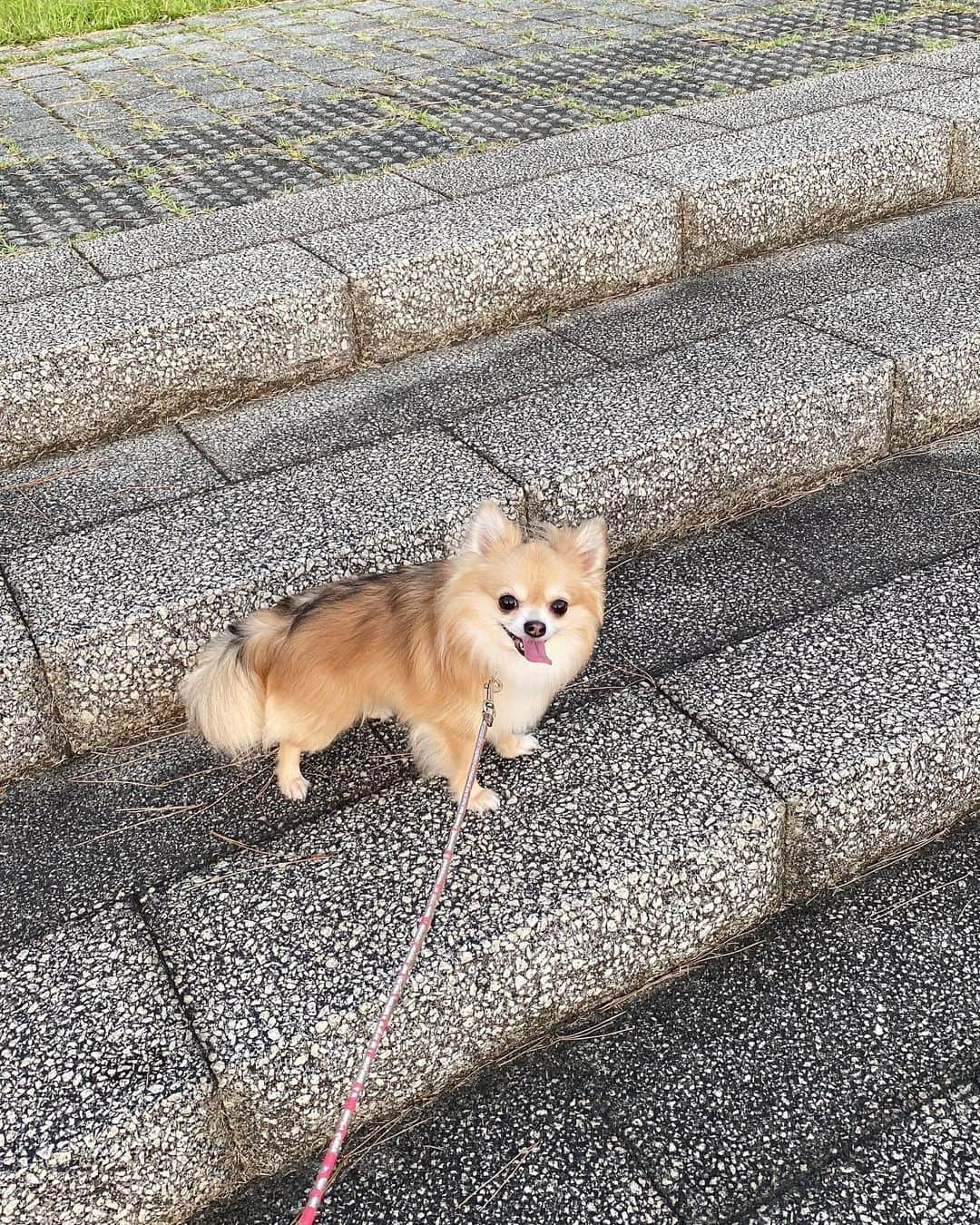 重盛さと美さんのインスタグラム写真 - (重盛さと美Instagram)「今年の夏の思い出…🐕🌿☀️✨ たくさん犬の散歩をしました😀 以上です😀（笑）  キャップ @eyarn.jp  ネックレス @pa.pi.pu.pe.pa  最近緑かわいいすき🌿🐛💚」10月20日 18時45分 - satomi_shigemori