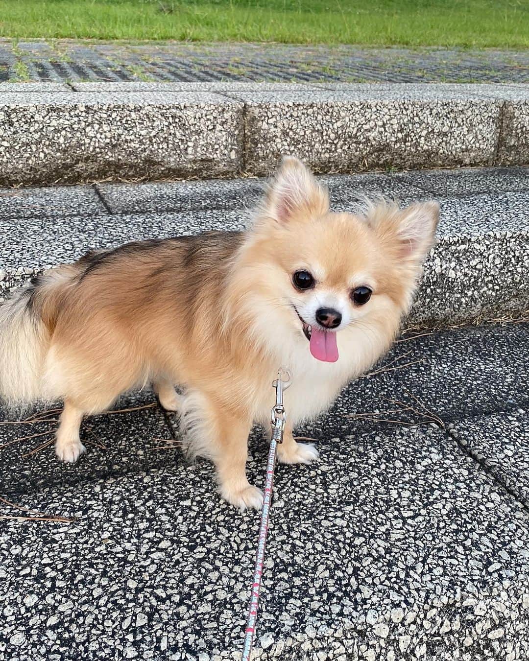 重盛さと美さんのインスタグラム写真 - (重盛さと美Instagram)「今年の夏の思い出…🐕🌿☀️✨ たくさん犬の散歩をしました😀 以上です😀（笑）  キャップ @eyarn.jp  ネックレス @pa.pi.pu.pe.pa  最近緑かわいいすき🌿🐛💚」10月20日 18時45分 - satomi_shigemori