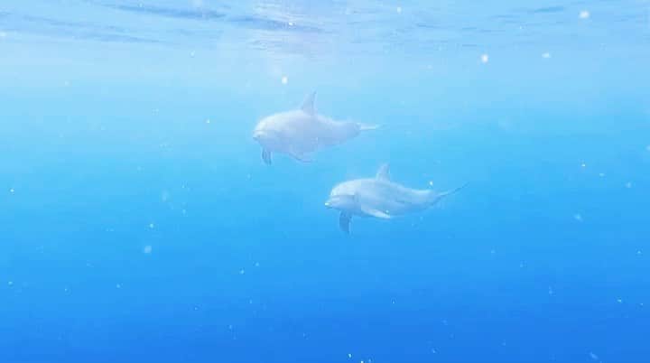 三谷晶子のインスタグラム：「クリアで澄み渡る世界へ。  To a clear and clear world.  Movie by @sea_goblins   #加計呂麻島 #kakeroma  #kakermajima #kakeromaisland #island #islandlife #islandvibes  #islandpics  #islandmovie  #islandgirldiaries  #islandphotography #beach #beachlife  #beachlifestyle  #beachgirlforlife #japan_of_insta  #japan_photo  #sea #ocean #sun」
