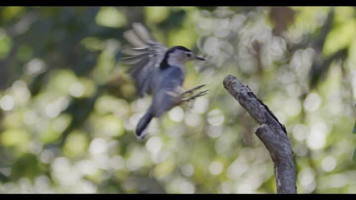 Tim Lamanのインスタグラム：「More backyard testing of the new RED V-Raptor on the cooperative nuthatches!  I don’t think most people realize how important slow motion is to bird filming, so I put together this little sequence so you can see how much difference it makes.  Clip 1: shot at 24 fps - the bird is just a blur.  That’s actually how fast they are in real speed.  But that’s the normal speed we film people and stuff at. Clip 2:  shot at 240 fps.  This is 1/10 speed.  Clip 3: shot at 480 fps.  This is 1/20 speed so every second of real time is 20 sec of footage. With previous cameras, I couldn’t shoot over 120 fps at the 4K quality that is now standard in wildlife filming with a versatile, portable camera.  So I think you can see why this is an exciting development in camera tech.  Follow the great new feed of the Wildlife Society of Filmmakers @wsfilmmakers to see more of this camera in action, and @reddigitalcinema to learn more about the camera. #ShotonRED #ShotonRaptor #slowmotion #birds #nuthatch #birdphotography #newengland」