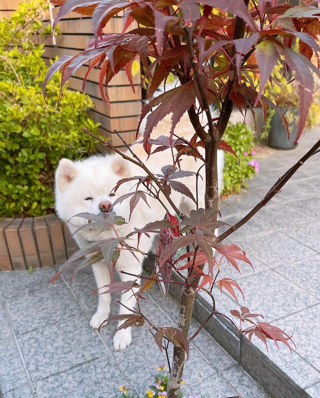 水谷雅子のインスタグラム
