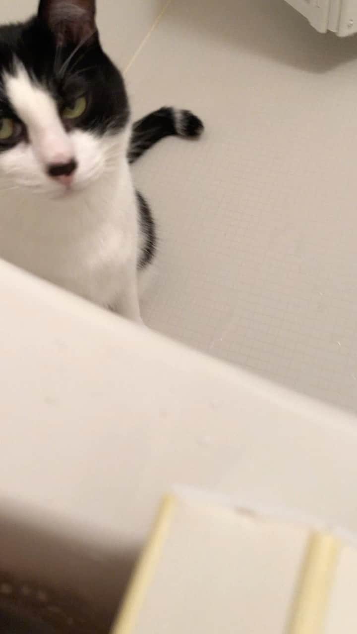 ぽんずのインスタグラム：「お風呂ネコ、始めました。 急に寒いですね… #ねこ#猫#cat#猫好き#親バカ#はちわれ#ハチワレ#はちわれ猫#ハチワレ猫#白黒猫部#にゃんすたぐらむ#猫大好き#うちの猫自慢#白黒猫 #我が家のぽんずくん #ちゅーちゅー妖怪」