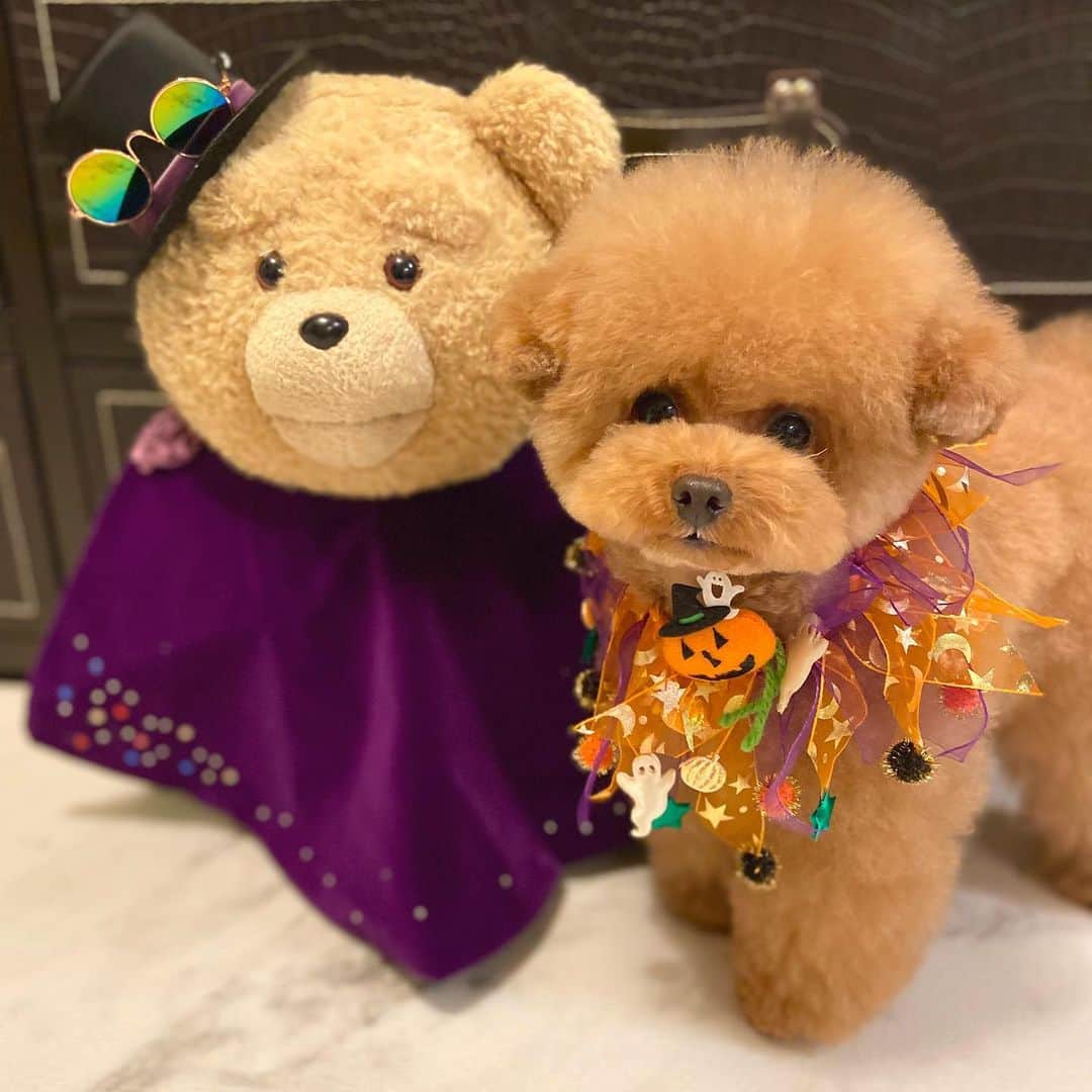 のインスタグラム：「シンプル過ぎて 首にチャラチャラ付けてるだけの 貧祖なハロウィン🎃 地味すぎてTed兄貴にも参加してもらった😂 チャラチャラも毎年同じ😅 ・ ・ 📌2022年しらすカレンダー先行予約してます 既にご予約してくれた皆さん、毎年ありがとうございます😭 @sirasusenpai  プロフィール又はハイライトにリンク貼ってあります🤩 ・ ・ ・ #toypoodle#toypoodlegram #pets #pup#いぬすたぐらむ #lovedog #ハロウィン#dogsofinstagram  #トイプードルカット#instapoodle #prettydog #petlovers #いぬ#もふもふ#いぬのいる暮らし #いぬすたぐらむ #しらす先輩 #わんちゃん #poodlelover #トイプー #instagrammer #inu #癒しわんこ #poodlepuppy#cute#minidog#ティーカッププードル#えもい#ゆるキャン #トイプードルレッド」