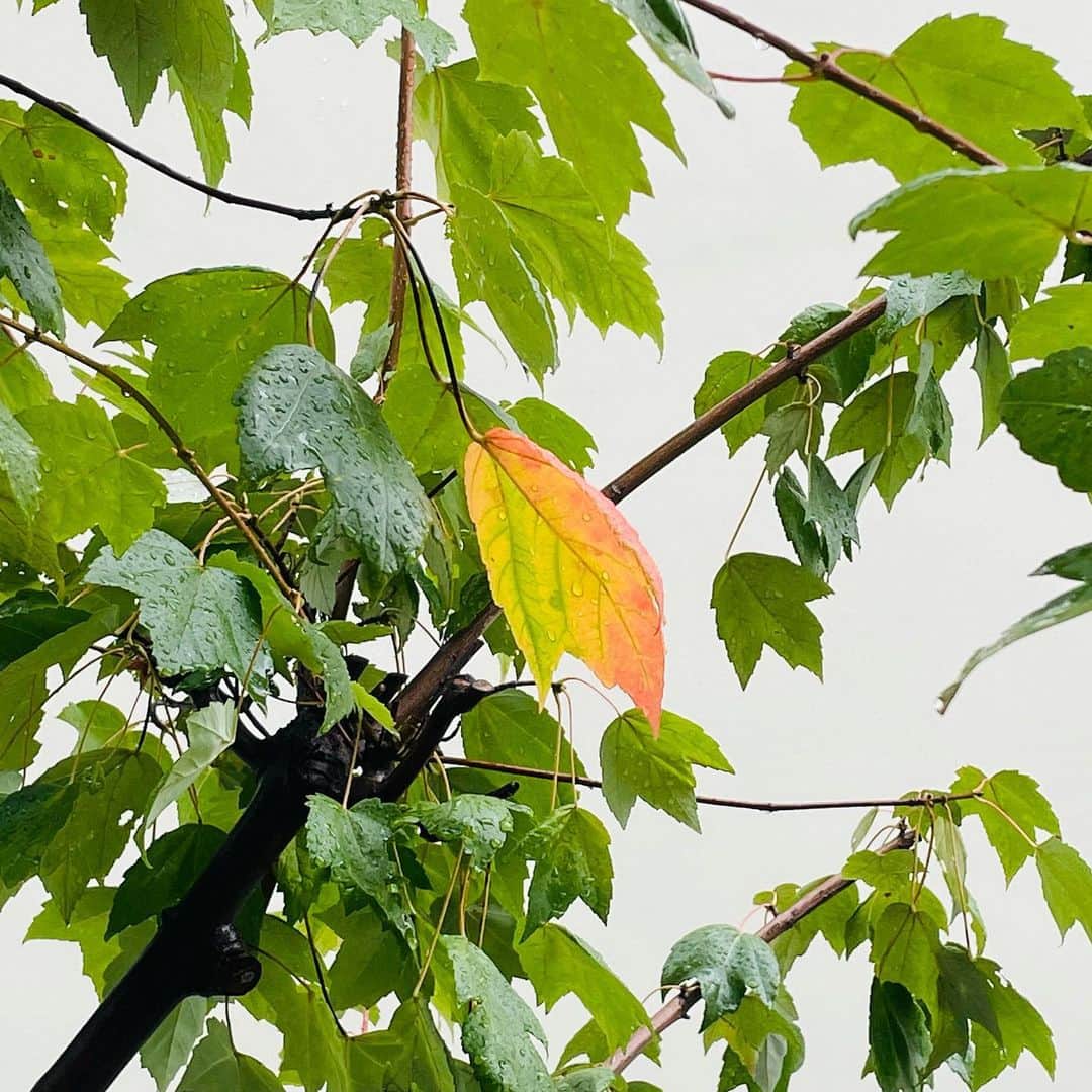 椎名桔平のインスタグラム：「#中秋 楓の葉が一枚、 紅葉してきました。🍁 #redsunset」