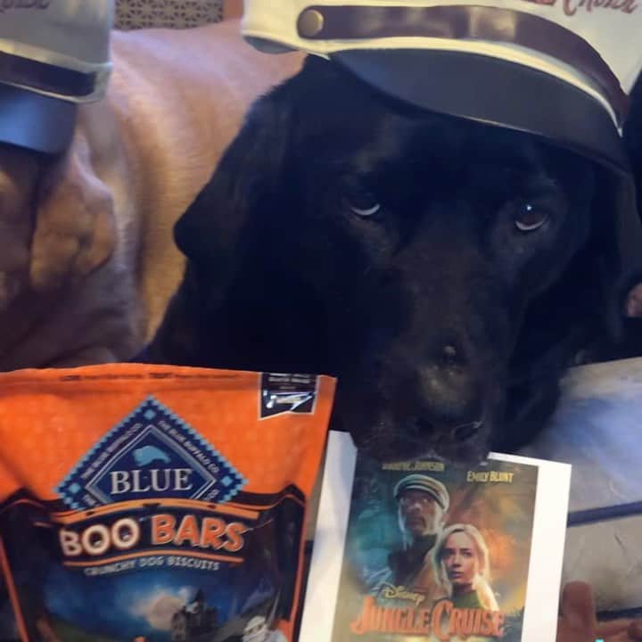 Jake And Gingerのインスタグラム：「Jungle Cruise is now available on digital, and will be available on 4K Blu-ray, and DVD November 16. Thank you!! The pups love EVERYTHING! @disneysjunglecruise #junglecruise #junglecruisemovie #petsofinstagram #mustlovedogs #petstagram #labsofinstagram」