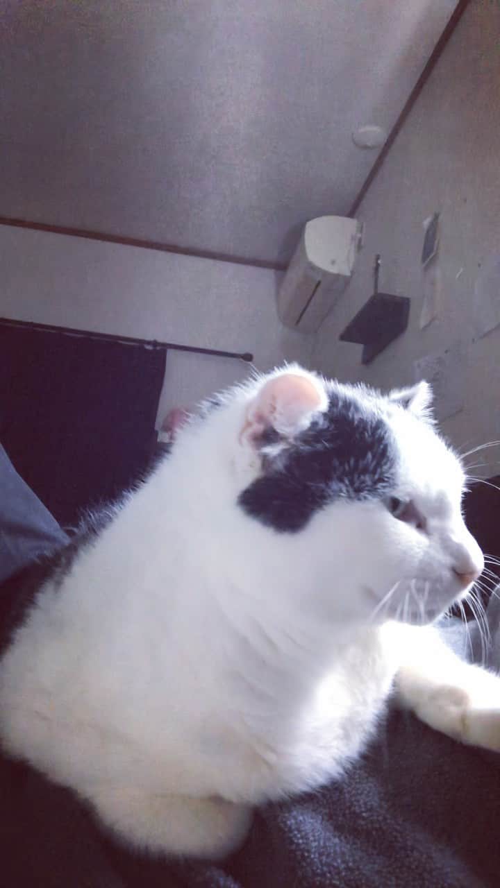 町田康のインスタグラム：「了解。」