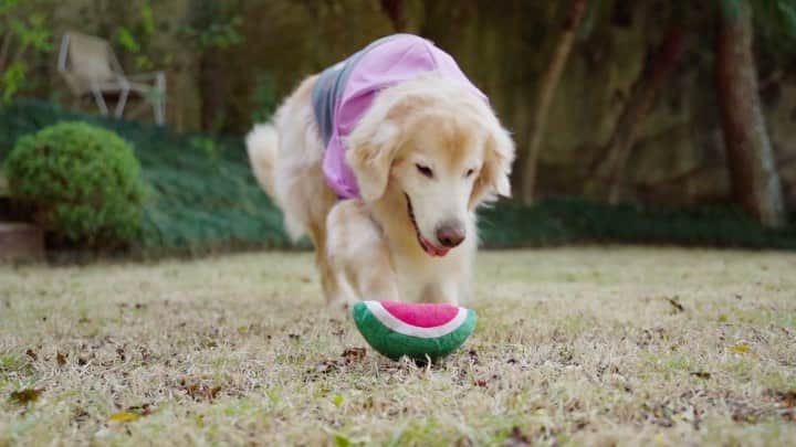 Bobのインスタグラム：「#Tbt desse vídeo lindo que fizemos pra @westwingbr mostrando um pouco dos produtos da categoria Pets do WestwingNow , o que vocês acharam? 🥰🥰 #WestwingNowBR #WestwingBR」