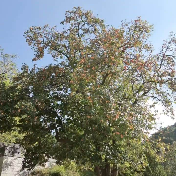 ミン・ジヌンのインスタグラム：「어느새 감이 주렁주렁 가을입니다, 얼른 뵈어요 🍂🍁🥭 #어사와조이 #11월8일」