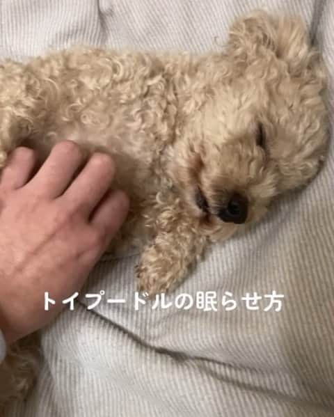 チャチャ丸のインスタグラム：「トイプードルの眠らせ方。 . #トイプードル #toypoodle #dog #いぬすたぐらむ」