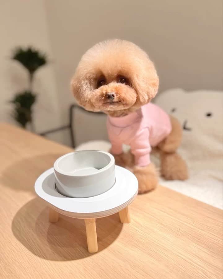 のインスタグラム：「・ 新しいダイニングセットがきた〜✨✨ ・ small stuffのダイニングセット、 パンナハウスで販売開始いたしました〜！ 大分前からハイスタンドボウルを使ってはいたのですが、全部陶器だったので、ぶつけたりしてすぐかけてしまったりしていたんです。 ・ こちらは、かけてしまってもボウルのみ購入できるのでとても安心❗️ ・ しかも上質な木材や素材で職人さんが愛情込めて作られていて、どっしりと安定感もあり、汚れもつきにくく抗菌仕様と一生大切に使えるおすすめの商品です。✨ ・ 詳しくは @pannahouse_official  または プロフィールのショップURLから飛んでみてください☺️ ・ 今回着ているお洋服も同じメーカーさんのものです！こちらも販売開始いたしました！ 他にも素敵なデザインインテリアが沢山、これから続々と販売開始しますのでお楽しみに〜✨✨ ・ また本日〜24日まで全商品5%off、 開催中です。 これからドライブが楽しいシーズンなので、是非この機会にドライブベッドもご検討下さい〜✨✨ ・ もちろん全商品ハロウィングッズプレゼント付きです🎃 （こちらも @pannahouse_official で確認してみてください） ・ #トイプードル #プードル #いぬすたぐらむ #いぬバカ部 #犬 #ペット #ドッググッズ#犬用品 #犬のいる暮らし #toypoodle #poodle #chihuahua #dog #dogs #instadog #cutedog #あずしょこぱん #パンナ #パンナハウス #ドライブベッド #ドライブボックス #フードボウル #フードボウルスタンド」
