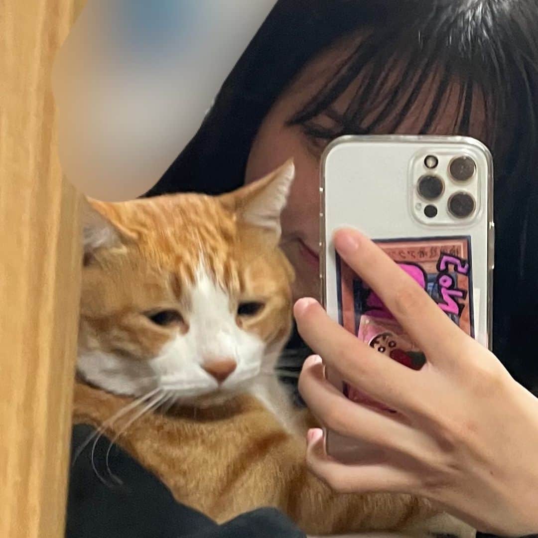 中野みやびのインスタグラム：「ねとしゃん   #ねと  #ねこ  #cat  #猫  #かわいすぎ  #癒し  #love  #ねこすたぐらむ  #ねこのいる生活  #ねこ好き  #ねこ部  #ねこばか  #中野みやび」