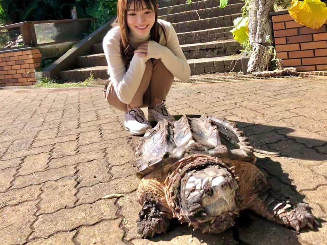 北川彩さんのインスタグラム写真 - (北川彩Instagram)「. 明日はスタジオに白輪園長が登場です！ ワニガメを捕獲したときの状況などいろいろと伺います！ 番組でしか聞けないことも聞けるかも🤭 #izoo #ワニガメ」10月22日 23時15分 - aya_kitagawa_