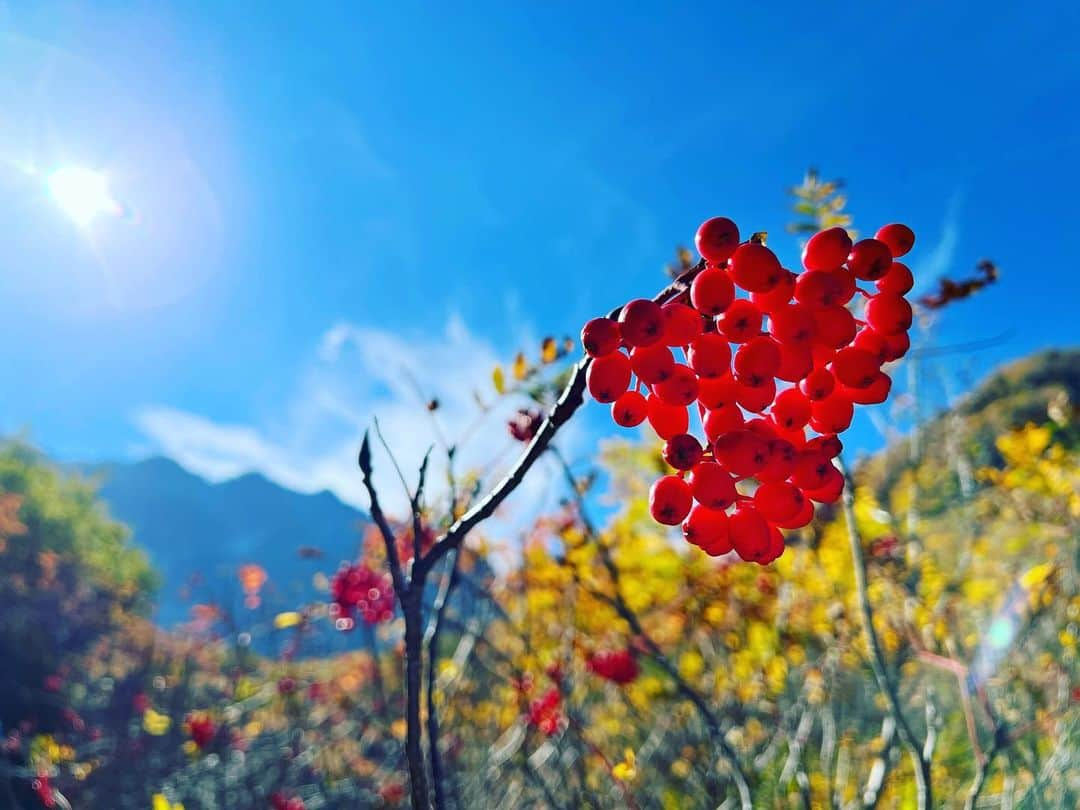 中村葵のインスタグラム：「・ ・ ナナカマド可愛い❤️ ・ ・ ・ #山登り　#山登り好きな人と繋がりたい  #登山　#登山好きな人と繋がりたい #北アルプス　#涸沢　#縦走　#北アルプス縦走　#秋山　#秋山登山　#自然　#自然が好き #ナナカマド　#karasawa #nanakamado #japan」