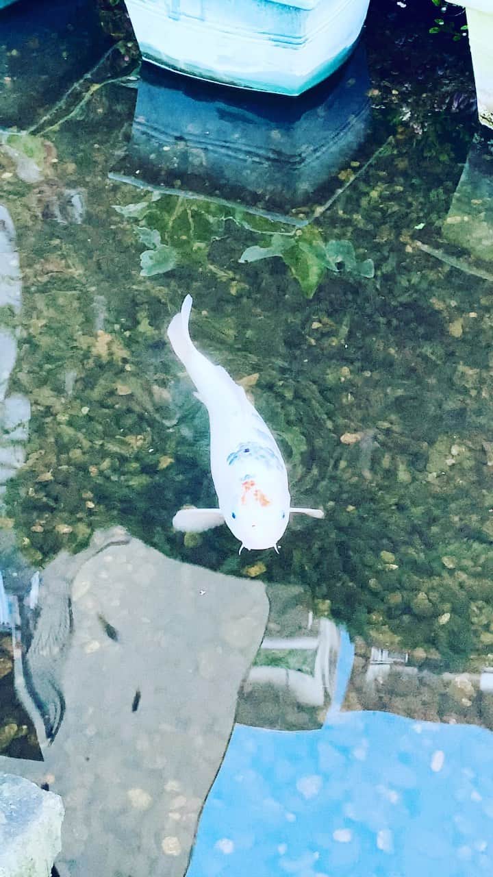 のインスタグラム：「《OhaYOKAN》  今朝の 原宿表参道は快晴なり…☀️  冬の様な冷え込みですが  清々しく さわやかな秋晴れの朝🌅  朝ラン＆ウォークは快調でした…🏃‍♀️👟  みなさま  笑顔でステキな週末を…💓  本日のコース  🏃‍♀️原宿出発→代々木体育館→渋谷公園通り→ 渋谷PARCO→東急本店→松濤文化村ストリート →山手通り→淡島通り→北沢川緑道→目黒川緑道 →池尻大橋駅→中目黒駅→西郷山公園→代官山→ 鉢山町→南平台→渋谷駅→スクランブル交差点→ 渋谷公園通り→ファイヤー通り→原宿終点👟  ※今朝の  『YOKAN散歩』  映像は  最近 お気に入りのコース  目黒川緑道〜北沢川緑道  自然＆せせらぎが 心地よい散歩＆ジョギングコース…✨  白くて かわいい鯉を発見…🐟✨  《ラジオ出演告知》  そして  毎週土曜日は  鎌倉エフエムにて 17:30〜  『YOKANのBrasstic Time』  絶賛放送中…🎙🎧👄🎵📻✨ （スマホ＆ネットからも聴けます📲）  番組詳細＆本日の曲目等は  後ほど アメブロにてお知らせします…🔔  アメブロ 『YOKANのBrassticな生活☆』  https://ameblo.jp/yokanstudio/  ※プロフィールからも行けます  #harajuku #omotesando #tokyo #japan #原宿 #表参道 #morning #朝 #running #walking #朝ラン #ウォーキング #OhaYOKAN #YOKAN散歩 #朝活 #streetart #街角アート #Carp #鯉 #目黒川緑道 #鯉映像 #pictureofcarp #インスタ映え #tokyocameraclub #instagram #笑顔でステキな1日を💓」