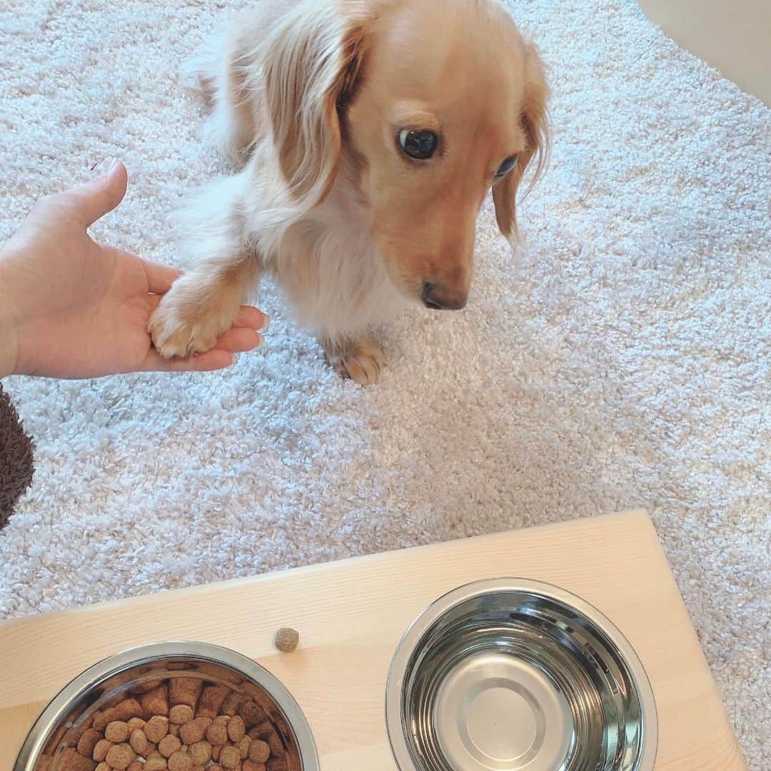 ゆうたむさんのインスタグラム写真 - (ゆうたむInstagram)「🐶🐶🐶 . . . (おすわり！お手！マテ！) . . 目の輝きがちがう🐶❤︎😳 . . 愛犬が新しいフードボウルとフードボールスタンドを使い始めました💓 キレイな木目がインテリアから浮かなくて気に入ってるよ♪ . (床にご飯を置くと首や腰に毎日少しずつ負担がかかってしまうので フードスタンドは前から使っていました♪) . . . . 今回は話題のサステナモールでゲットしたよ🧡 @sustaina.mall  . 🍃サステナモールってなに？🍃 . 大量に生産され、価値を届けきれずに 「このままだと廃棄されてしまう」ものに 新たにスポットライトを当て、その価値を沢山の人へ届ける。 . . そんな想いで作られました♪ . . 普通に購入するよりも安価に手に入れられるし、 無駄な廃棄をなくし0を目指すというコンセプトのサステナモールいいですよね😊 . . . 今回はペットグッズの紹介でしたがお洋服も多いみたいです😊 . . チェックしてみてね♪ @sustaina.mall  . . . こちらの商品URLはストーリーにのせますね♪ . . #サステナモール #ペット用品 #いぬすたぐらむ  #フードボール  #フードボールスタンド  #dogstagram  #サスティナブル  #サスティナブルな暮らし  #ゆうたむの犬🐶  #ミニチュアダックスフンド  #お手 #愛犬」10月23日 12時04分 - yuutamu_non