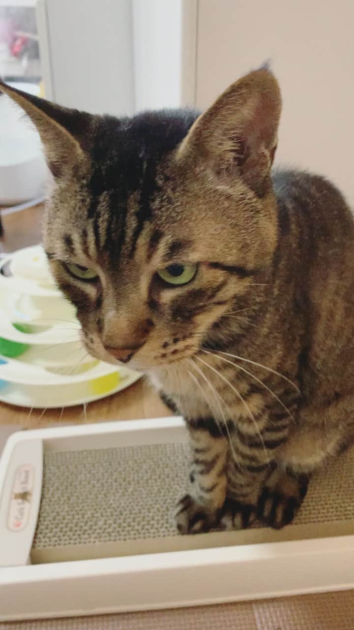 のインスタグラム：「音量注意のおはムサシ動画。マタタビ待ちのウニャー。Good morning. meow!! 📣😼 #musashi #mck #cat #キジトラ #ムサシさん #ねこすたぐらむ #musashi_the_cat」