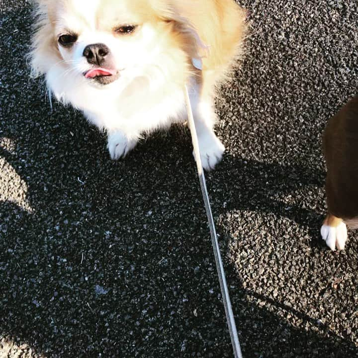 小島聡のインスタグラム：「散歩中の風景。  オヤツに目がないサラ（チョコ色・１歳メス）。  ラッキー（薄茶色・３歳オス）と違い落ち着きがなくて（笑）。  #小島聡  #新日本プロレス  #チワワ  #チワワのいる暮らし」