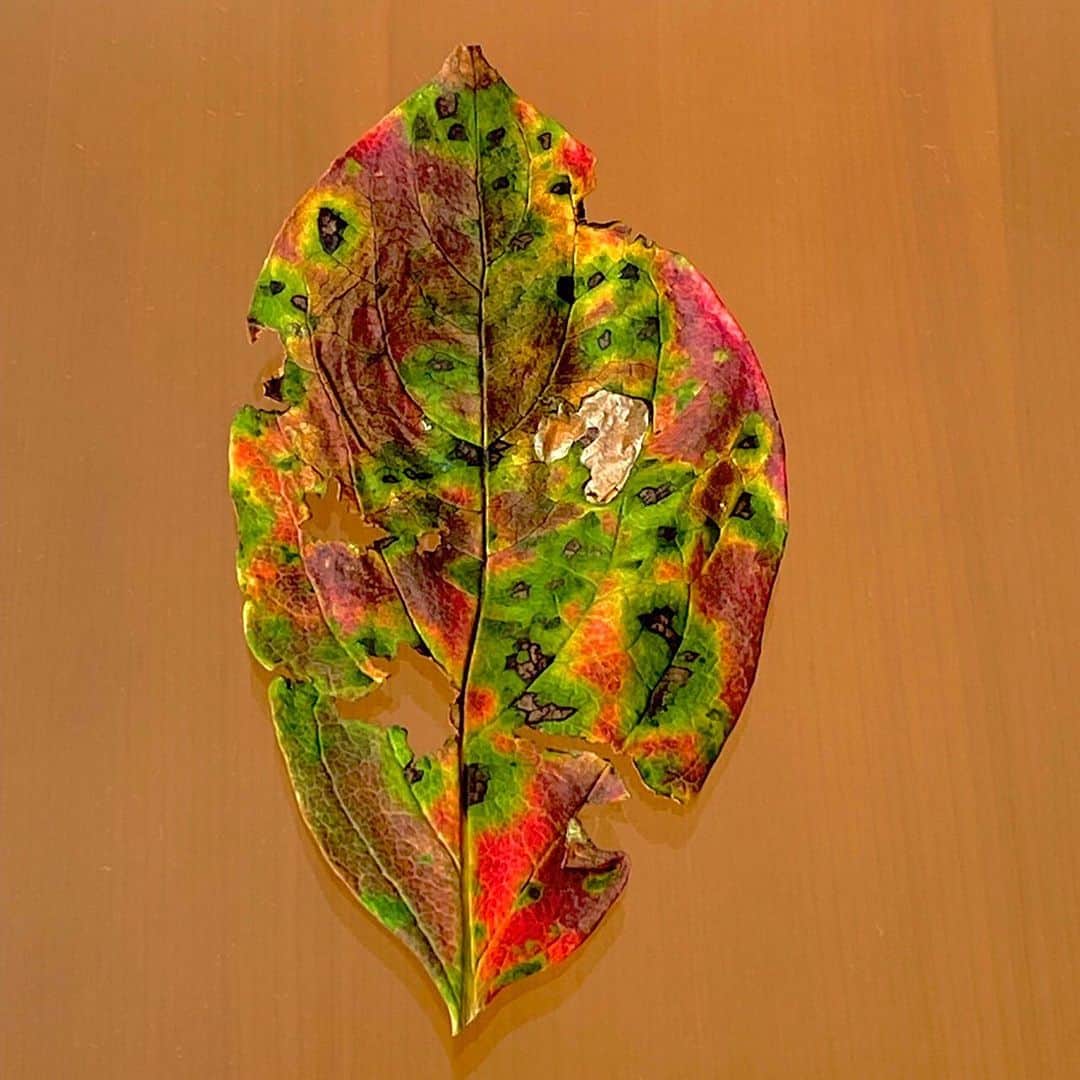 藤井フミヤさんのインスタグラム写真 - (藤井フミヤInstagram)「⁡ Kaki leaf collection ⁡ 柿の葉は鮮やかな色合いで 枯れてゆきます。 家の近くに柿の木が あったら拾ってみて下さい。 ⁡ #artist #art #artwork #nude #painting #illustration  #fineart #ファインアート #contemporaryart #現代アート #mixedmedia #visualart #design #graphicdesign #artoftheday #artcollection #アートコレクター #fumiyart2021 #福岡アジア美術館」10月23日 15時30分 - fumiya_fujii_ff