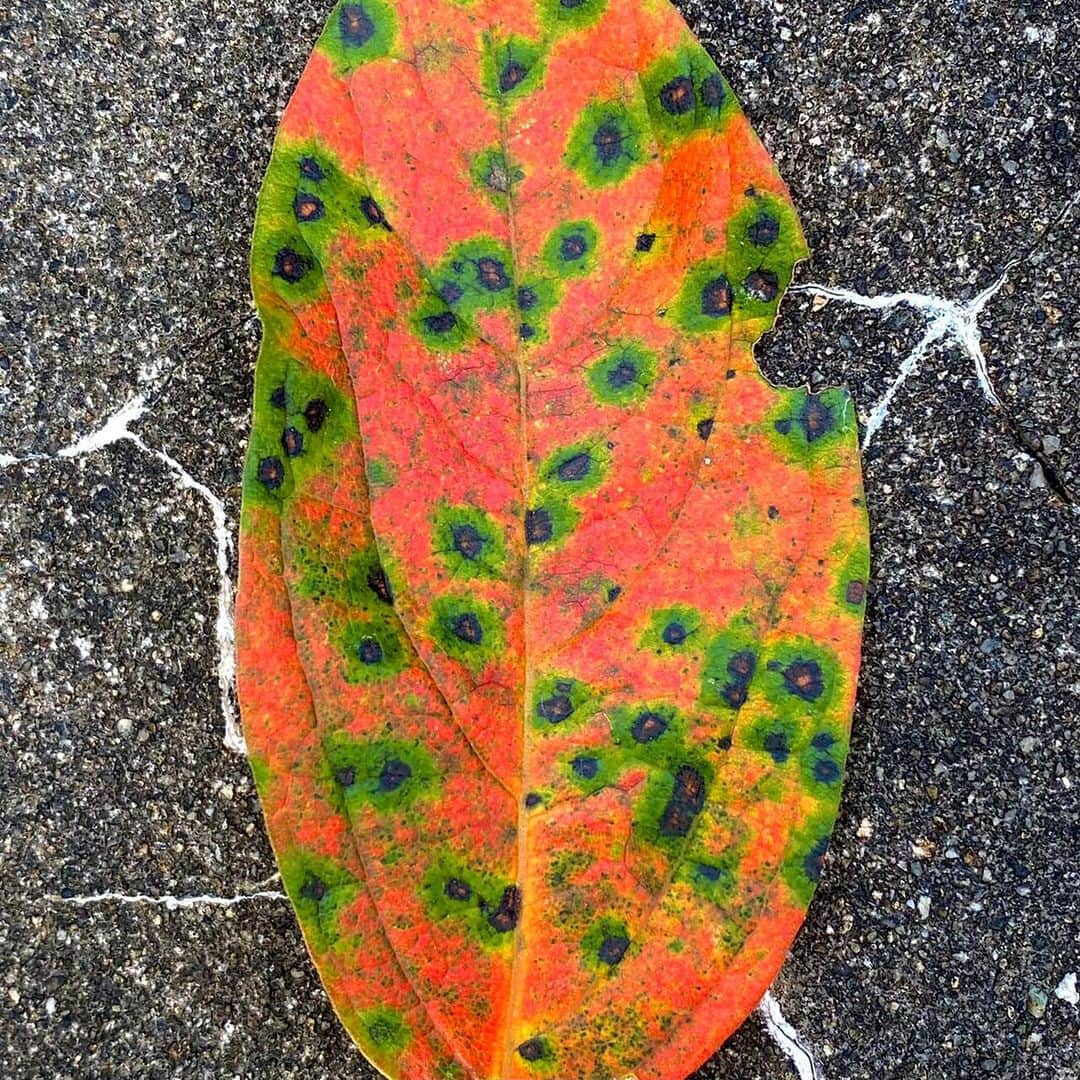 藤井フミヤさんのインスタグラム写真 - (藤井フミヤInstagram)「⁡ Kaki leaf collection ⁡ 柿の葉は鮮やかな色合いで 枯れてゆきます。 家の近くに柿の木が あったら拾ってみて下さい。 ⁡ #artist #art #artwork #nude #painting #illustration  #fineart #ファインアート #contemporaryart #現代アート #mixedmedia #visualart #design #graphicdesign #artoftheday #artcollection #アートコレクター #fumiyart2021 #福岡アジア美術館」10月23日 15時30分 - fumiya_fujii_ff