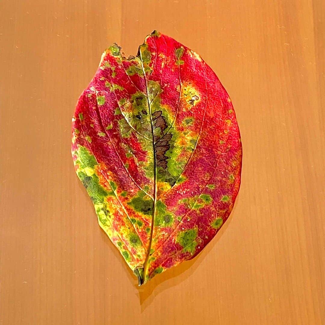 藤井フミヤさんのインスタグラム写真 - (藤井フミヤInstagram)「⁡ Kaki leaf collection ⁡ 柿の葉は鮮やかな色合いで 枯れてゆきます。 家の近くに柿の木が あったら拾ってみて下さい。 ⁡ #artist #art #artwork #nude #painting #illustration  #fineart #ファインアート #contemporaryart #現代アート #mixedmedia #visualart #design #graphicdesign #artoftheday #artcollection #アートコレクター #fumiyart2021 #福岡アジア美術館」10月23日 15時30分 - fumiya_fujii_ff