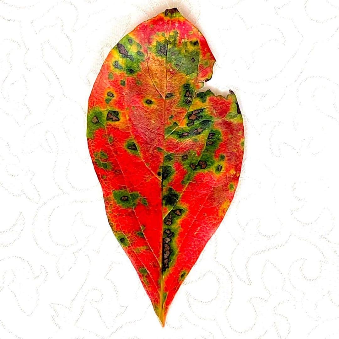 藤井フミヤのインスタグラム：「⁡ Kaki leaf collection ⁡ 柿の葉は鮮やかな色合いで 枯れてゆきます。 家の近くに柿の木が あったら拾ってみて下さい。 ⁡ #artist #art #artwork #nude #painting #illustration  #fineart #ファインアート #contemporaryart #現代アート #mixedmedia #visualart #design #graphicdesign #artoftheday #artcollection #アートコレクター #fumiyart2021 #福岡アジア美術館」