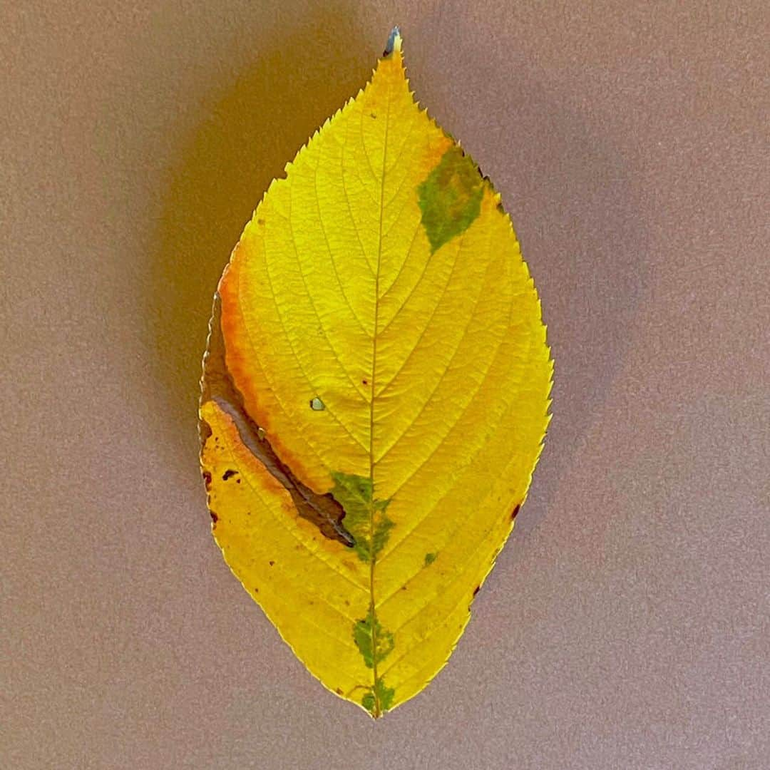 藤井フミヤさんのインスタグラム写真 - (藤井フミヤInstagram)「⁡ ⁡ Autumn leaf collection ⁡ ⁡ #artist #art #artwork #nude #painting #illustration  #fineart #ファインアート #contemporaryart #現代アート #mixedmedia #visualart #design #graphicdesign #artoftheday #artcollection #アートコレクター #fumiyart2021 #福岡アジア美術館」10月23日 15時55分 - fumiya_fujii_ff