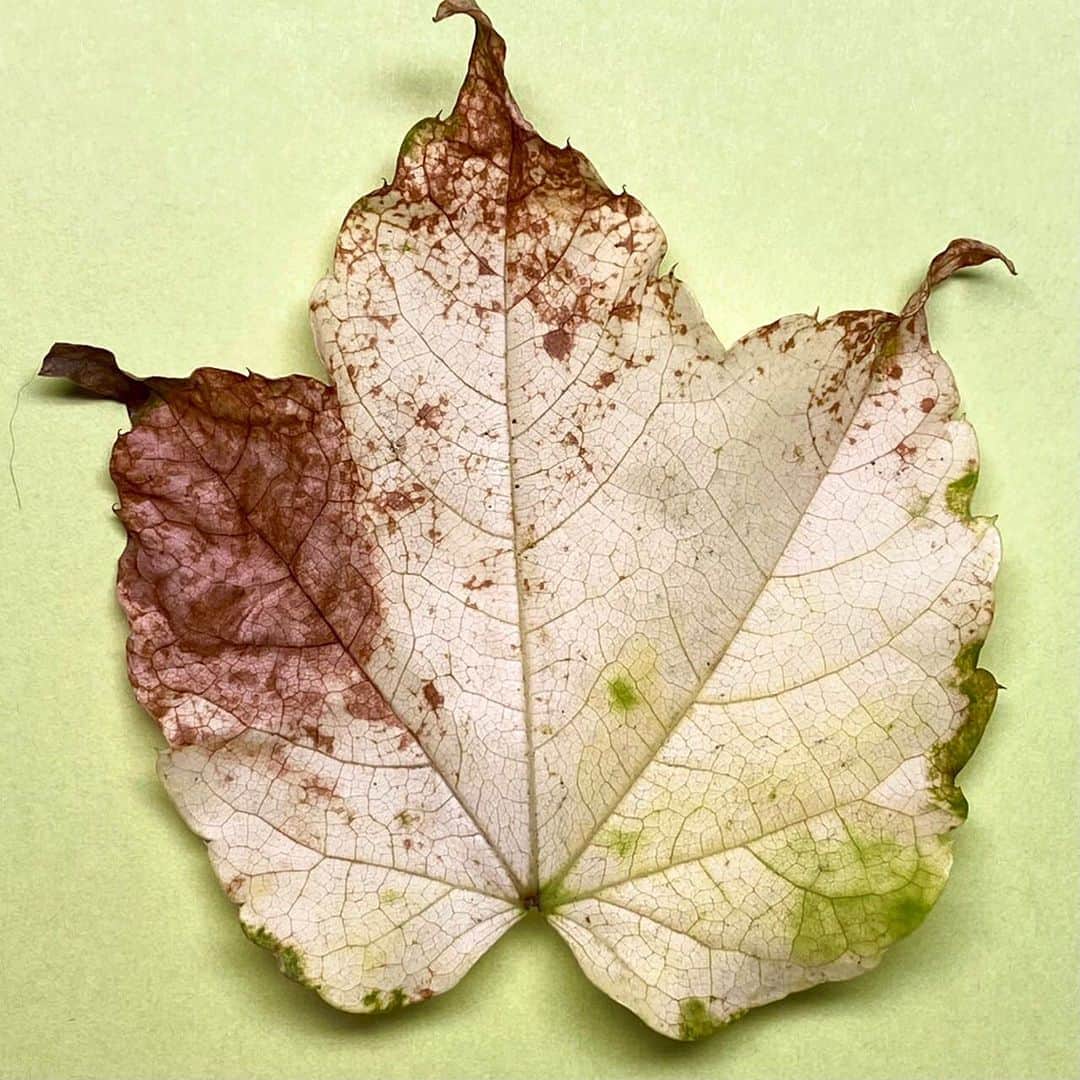 藤井フミヤさんのインスタグラム写真 - (藤井フミヤInstagram)「⁡ ⁡ Autumn leaf collection ⁡ ⁡ #artist #art #artwork #nude #painting #illustration  #fineart #ファインアート #contemporaryart #現代アート #mixedmedia #visualart #design #graphicdesign #artoftheday #artcollection #アートコレクター #fumiyart2021 #福岡アジア美術館」10月23日 15時55分 - fumiya_fujii_ff