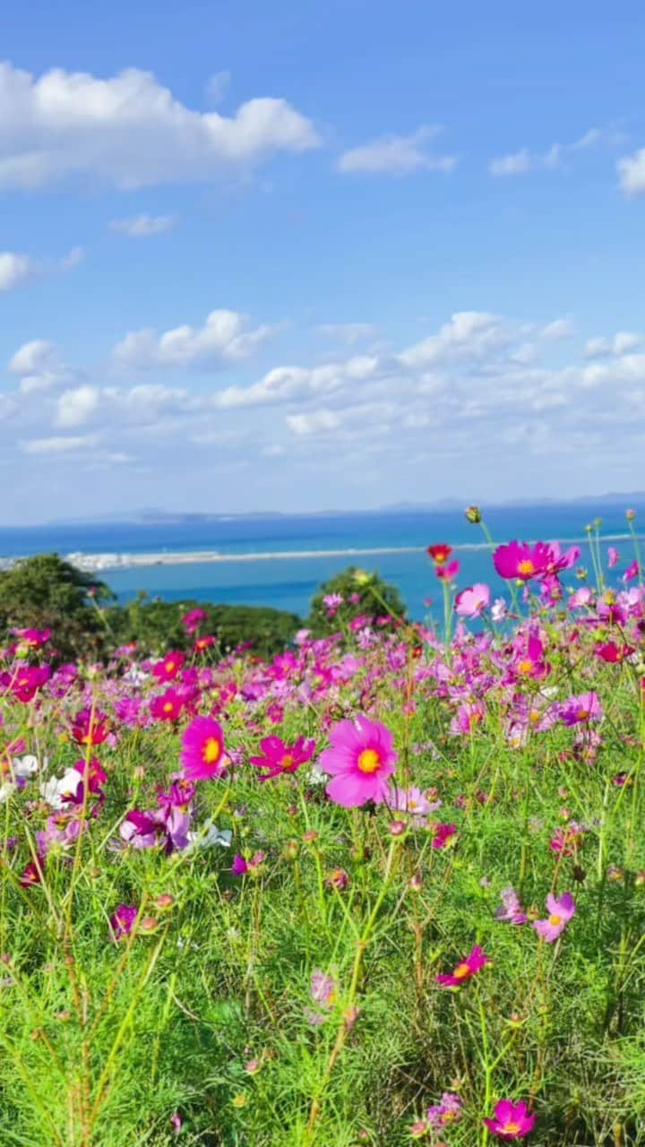 たなかえりのインスタグラム：「コスモス、めっちゃキレイ！ 海、めっちゃキレイ！ @nokoipark」