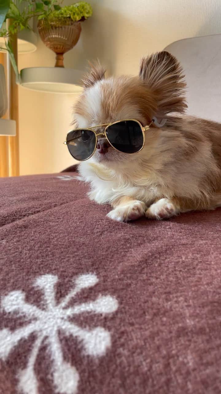 kayoのインスタグラム：「* * * セリアで見つけた ペット用サングラス😎 * * こーゆーの らいちん似合うよねー😂 * * Lychee❤️ * * #chihuahua#chihuahualove#dog#チワワ#チワワ大好き#チワワのいる暮らし * * *」