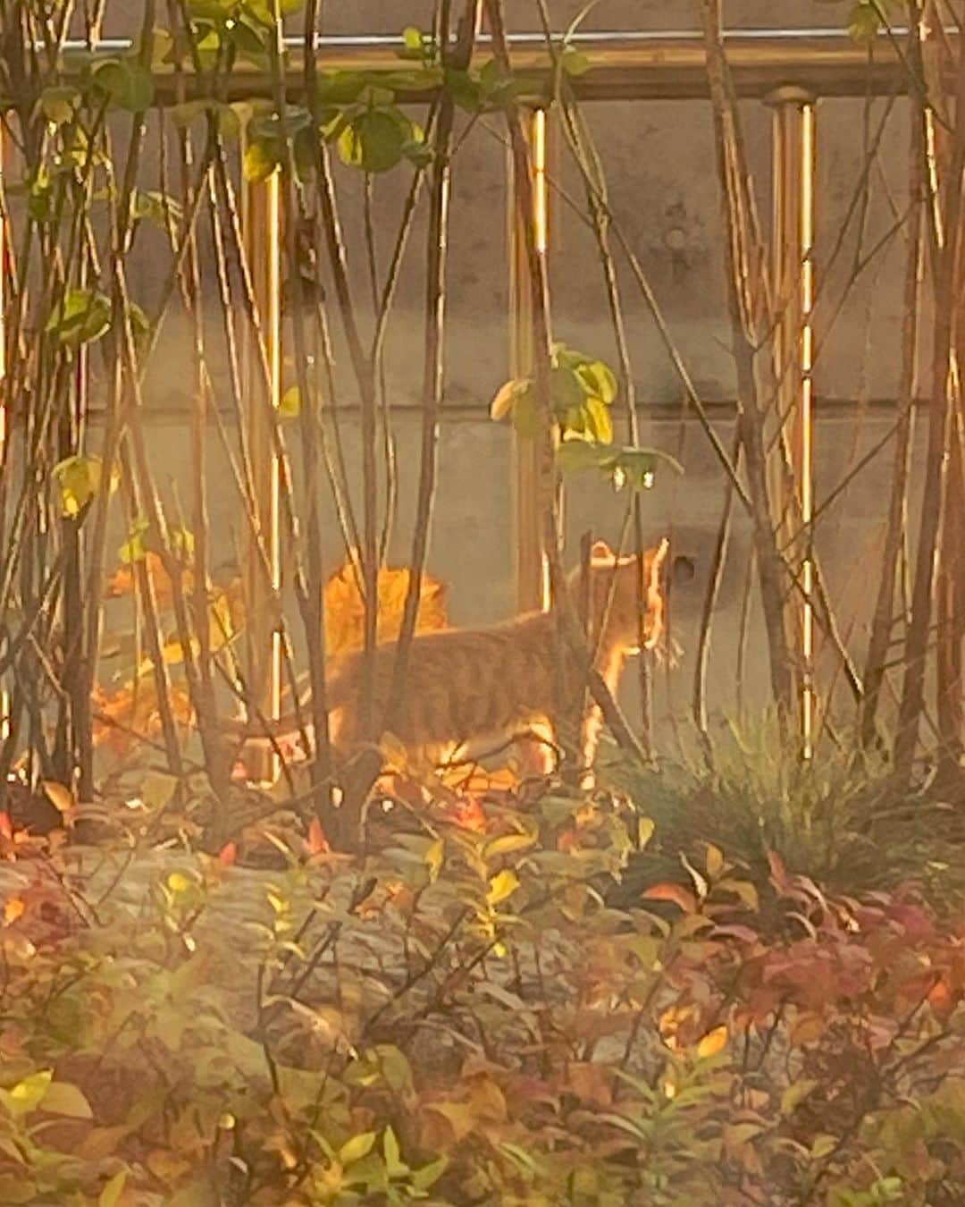 カン・ミンギョン のインスタグラム：「추르도 주고 싶고 맘마도 주고 싶은데 안되게찌요 줘도 될까요 .. ? 테라스에 잠깐씩 놀러 오는 기얌둥이들 ㅠ.ㅜ」