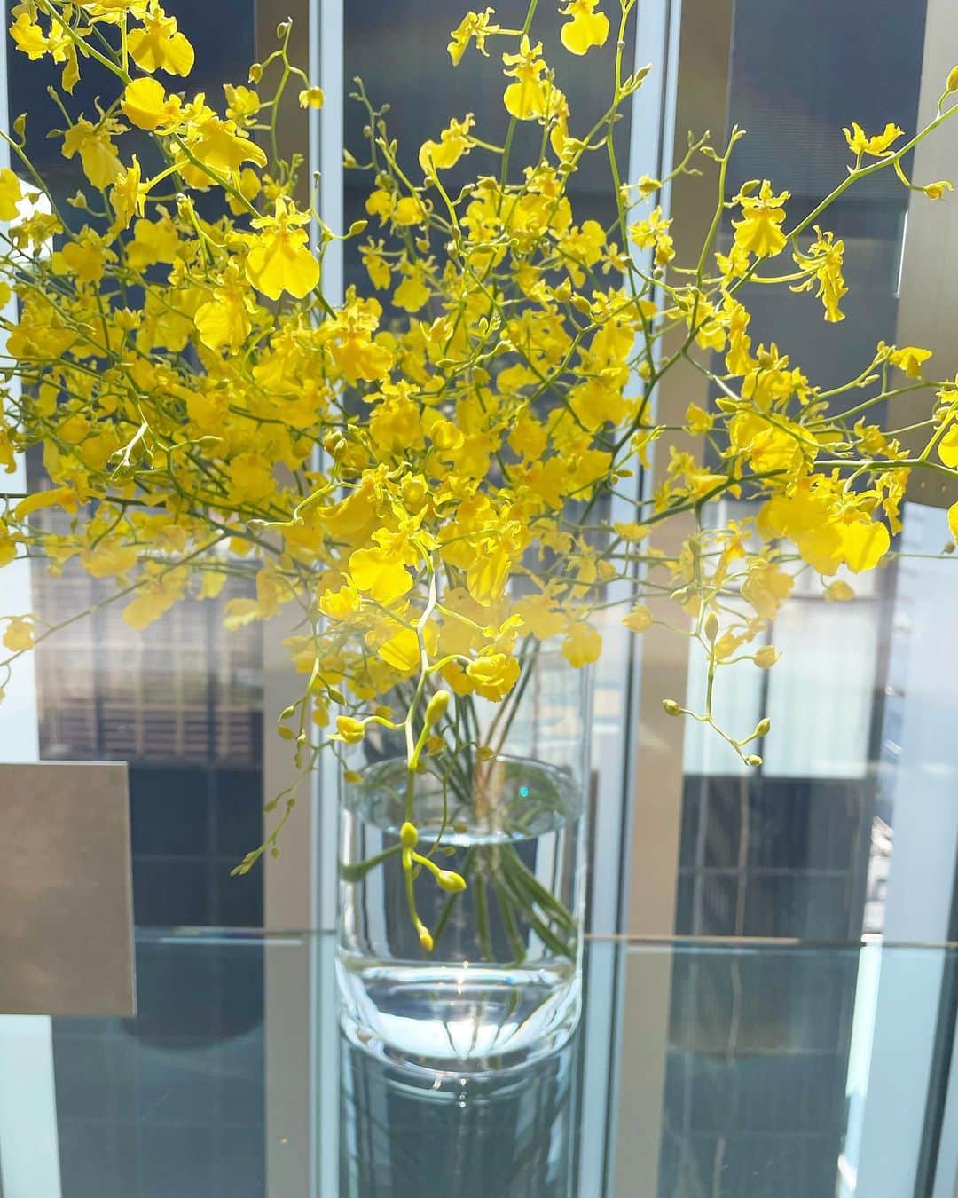 大野いとのインスタグラム：「ハニーエンジェルって名前の可愛いお花。☺️🍯  今日はそんなお花の名前がついた菊花賞。今日もグリーンチャンネルでぜひご覧いただけると嬉しいです。😌🍵 #グリーンチャンネル」