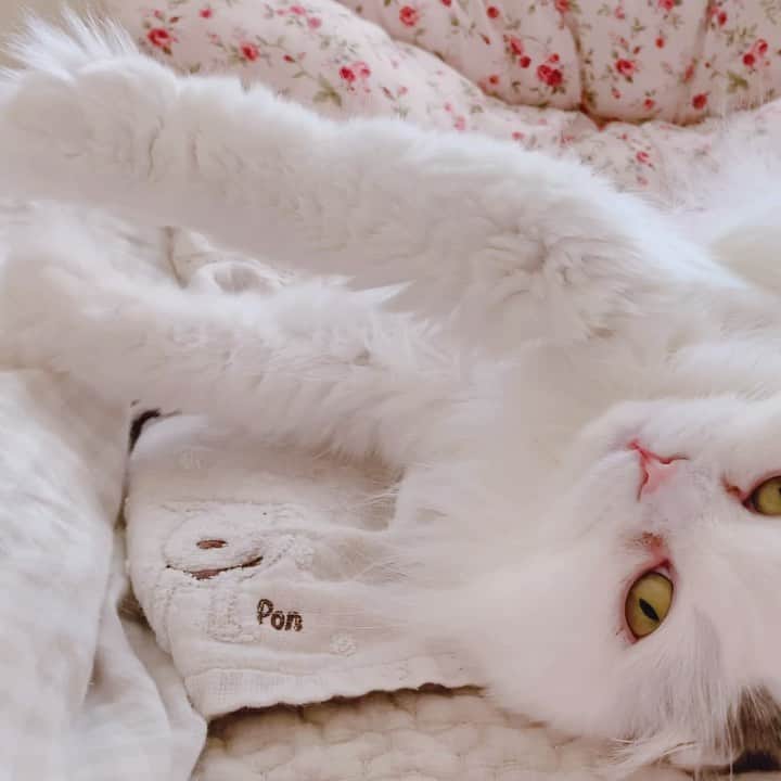 のんたのインスタグラム：「ぱんちゃんのエアーふみふみ🐾 かわいいなぁ〜〜😍」