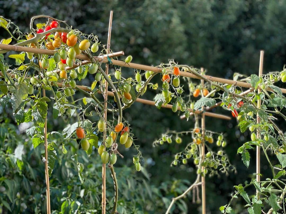桐島かれんさんのインスタグラム写真 - (桐島かれんInstagram)「夏に「遅植え」したミニトマトが色づいてきました。5月に植えたトマトがうまく育ったので、時期をずらした「遅植え」にもチャレンジしましたが、今回は害虫に苦労しました。成長も春植えトマトに比べてゆっくりでした。 #プランター菜園初心者」10月24日 15時58分 - houseoflotuskaren