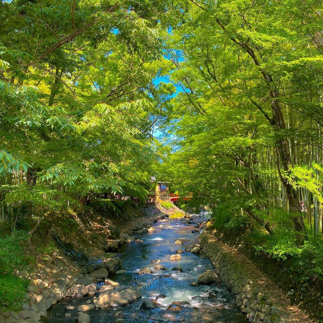 藤村椿さんのインスタグラム写真 - (藤村椿Instagram)「. . . 自然だいすき😌🌿🍃🌱  #あさば #伊豆 #静岡県 #修繕寺 #修繕寺温泉  #食後に鯉に餌やり #たびすたぐらむ  #タビスタグラム #自然風景 #旅スタグラム #旅行的意義 #旅ラブ #国内旅行好き」11月8日 11時10分 - tsubaki_fujimura