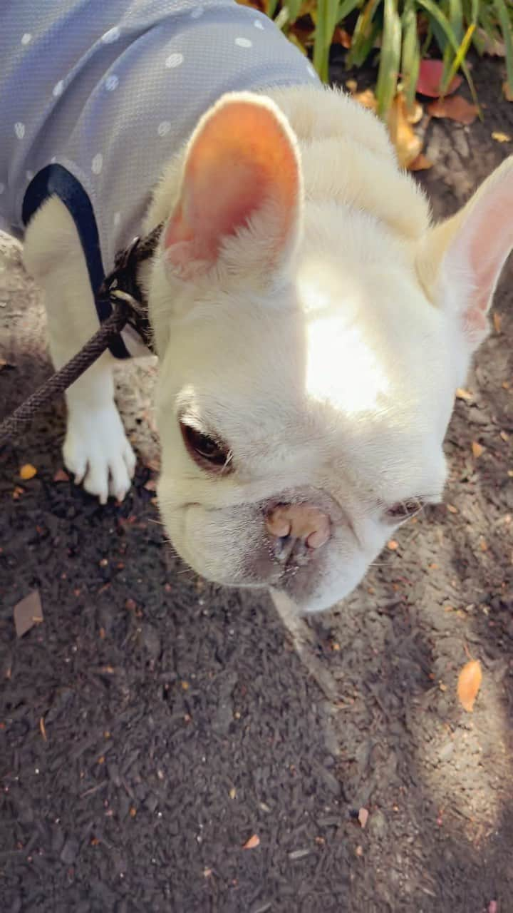 Ham-chanのインスタグラム：「#frenchbulldog #frenchies #hamchan #hamham #フレンチブルドッグ #フレブル #はむはむ #はむちゃん いい天気☀️」