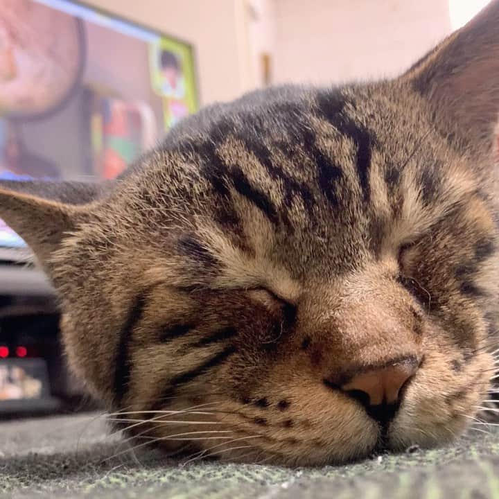 Musashiのインスタグラム：「おはムサシの音無動画。撫でて幸せ、撫でられて幸せ。ウィンウィン。Good morning...😌💤 #musashi #mck #cat #キジトラ #ムサシさん #ねこすたぐらむ #musashi_the_cat」