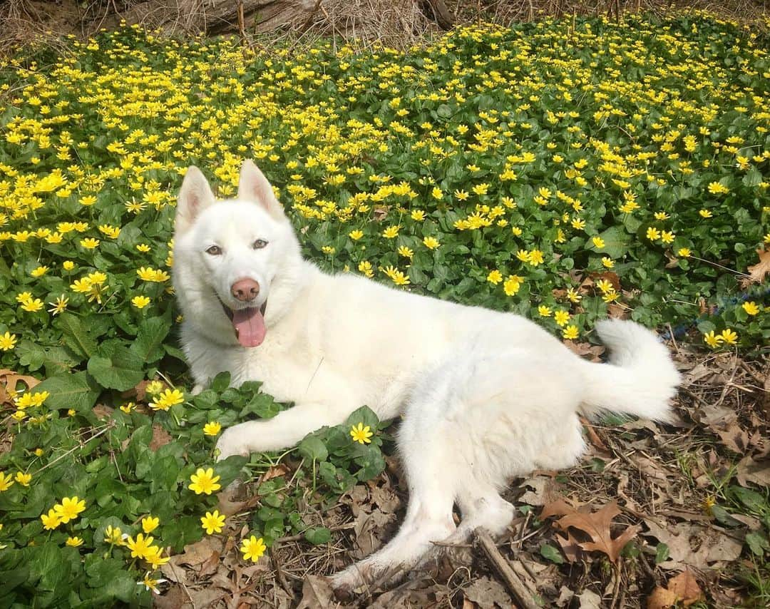 John Stortzのインスタグラム：「Wolf passed away last night. A few hours after receiving a positive update about his second round of dialysis, I got a phone call from one of his doctors telling me his heart rate was elevated and his blood pressure had dropped. He developed a high fever and despite pushing medication they couldn’t get it under control. He passed before we could get to the hospital. I am at a loss for what to say. I am overwhelmed at all of the kindness and generosity so many people have shown us. He had such a wonderful life and seeing how much he was loved gives me some peace. He lives inside my heart now. Thank you to everyone who donated to help him have a chance. We closed donations last night after learning the news. The money everyone raised is enough to pay for the cost of his time spent in the hospital and for the treatments he did receive. Thank you all so much.」