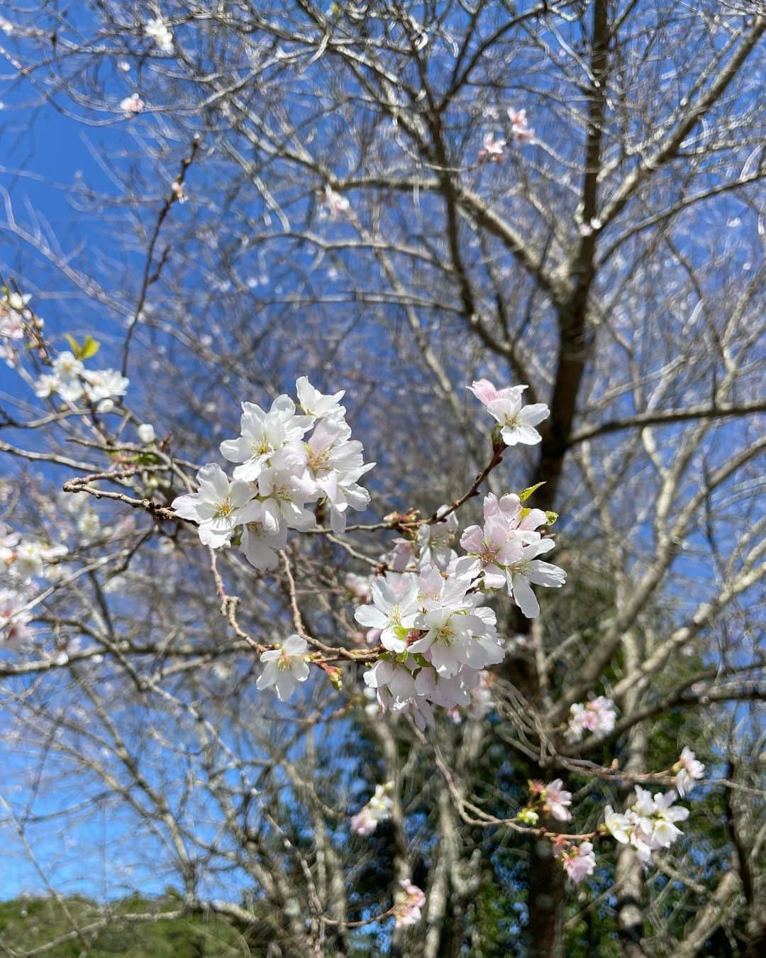 青山倫子さんのインスタグラム写真 - (青山倫子Instagram)「ロケ日和。 山でのロケはさすがにもう寒いね。 あれ？ これは、、 桜かな？？ 秋に咲く山桜かな。 それともちょっと間違えちゃった桜かな。 そりゃ秋がなかったりと季節がよく分からないよね。。 澄み切った青空、そしてこんな時期に咲いている可愛い桜を見られて、今ここにいられる幸せを感じたよ。 たくさん深呼吸をして、パワーチャージだね。  #青山倫子 #澄み切った青空 #たくさん深呼吸したよ #桜 #これは地球温暖化か #考えないとね #地球温暖化」10月24日 18時47分 - noriko_aoyama1229