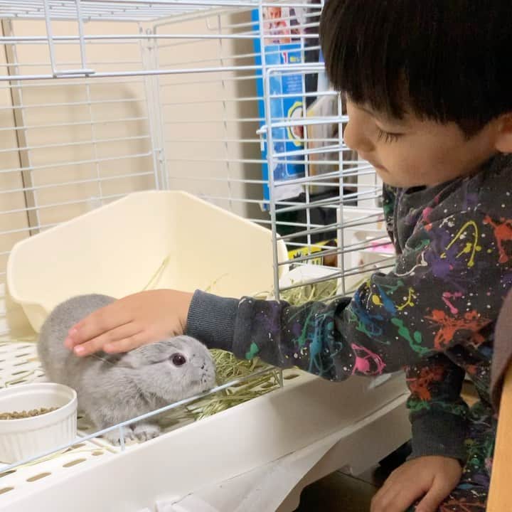 山口尚美のインスタグラム：「せいたろうのなでなでに 動じないの可愛いな…🐰 #うさぎのぬくまる」