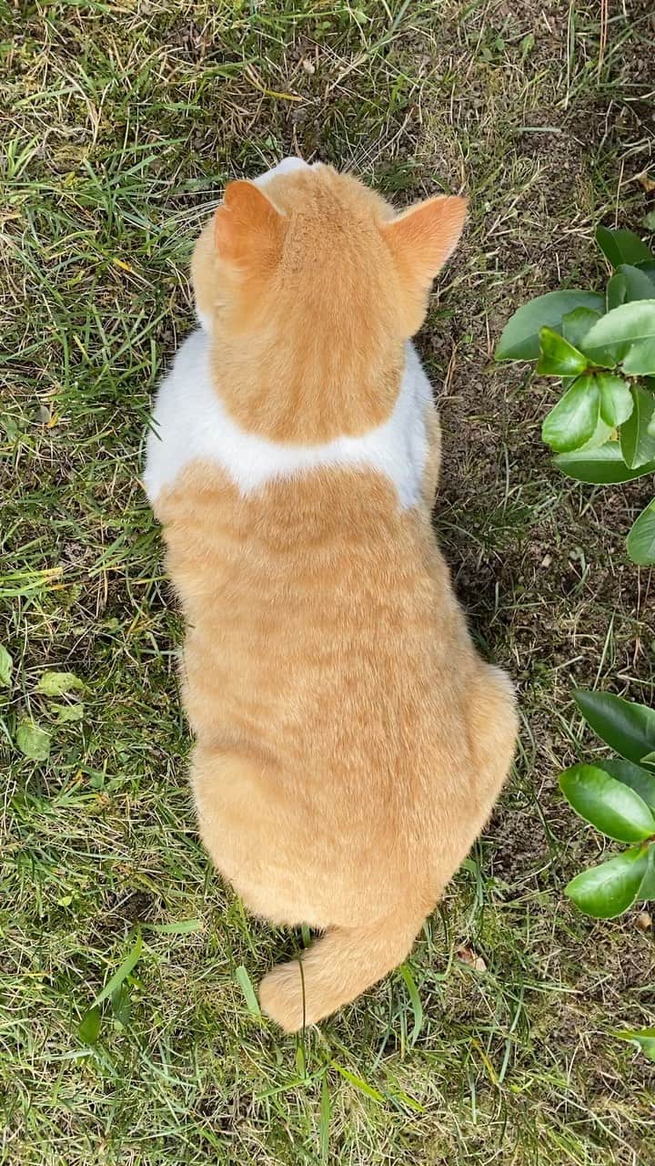 松田祥一のインスタグラム：「丹後の宮津にとても可愛い猫ちゃんがいた🙀 #ねこ #ねこすたぐらむ #ねこ部 #cat #catstagram」