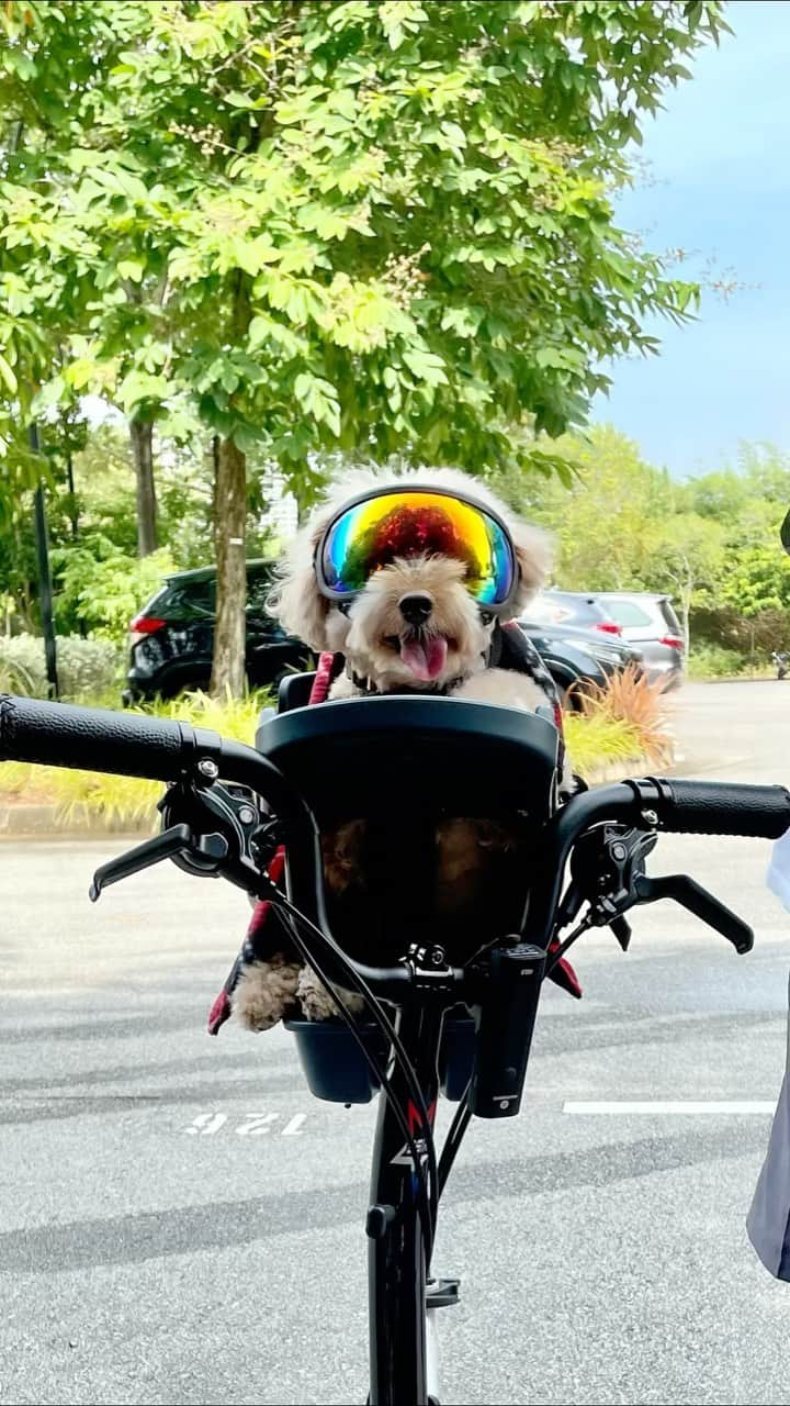 Truffle??松露?トリュフのインスタグラム：「📆(24Oct21) My first cycling adventure with my family 🚴🚴‍♀️#marinabay ❤️😘pawrents said I am a typical Singapawrean- kiasu (singlish for afraid to lose) as I did not allow my sis and mummy to overtake me 😅😂 #cycling #cyclingadventures #buddyridersg #rexspecs」