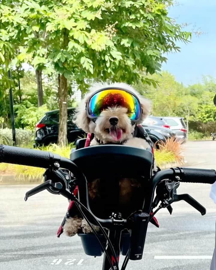 Truffle??松露?トリュフのインスタグラム：「📆(24Oct21) My first cycling adventure with my family 🚴🚴‍♀️#marinabay ❤️😘pawrents said I am a typical Singapawrean- kiasu (singlish for afraid to lose) as I did not allow my sis and mummy to overtake me 😅😂#cycling #cyclingadventures #ridewithtruffle #buddyridersg #rexspecs」