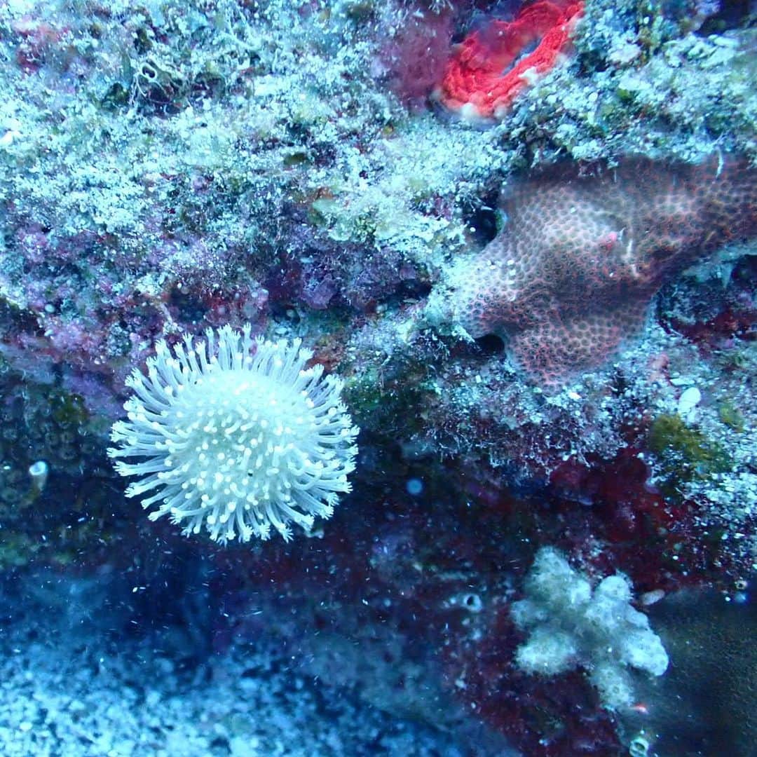 水原希子 さんのインスタグラム写真 - (水原希子 Instagram)「念願の大きなコブシメに会えた！  隣で一緒に泳がせてくれて、まあるいお口が🦑🥺💕  可愛いウミウシちゃんと巨大バイカナマコと美しい珊瑚たちに癒されました🐠🎶💞  I had a chance to swim with Giant cuttlefish and sea slug!! also found a giant spiky sea cucumber !! I’m officially addicted to scuba diving 🤿✌🏻  #希子の海物語」10月24日 23時06分 - i_am_kiko