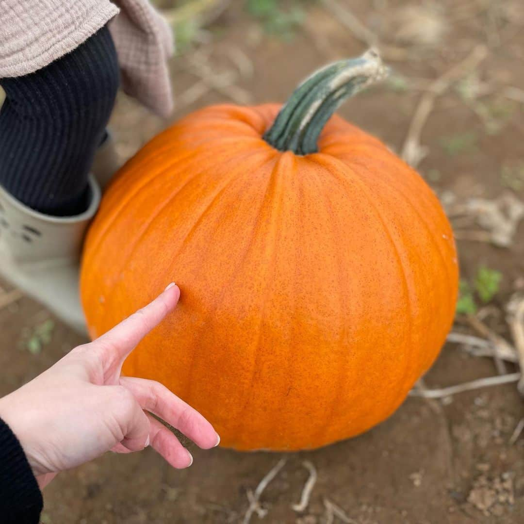 MEGさんのインスタグラム写真 - (MEGInstagram)「ロンドンから車で１時間、収穫 for ハロウィン。」10月25日 5時02分 - _x_meg_x_