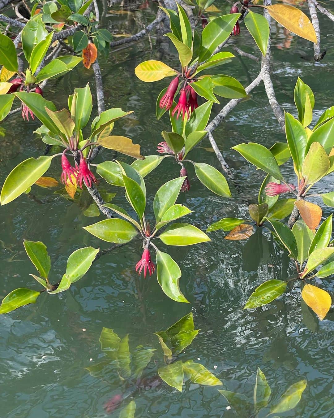 水原希子 さんのインスタグラム写真 - (水原希子 Instagram)「マングローブの中をカヤックでくぐり抜けた🌱 カニ発見🦀捕まえるの得意☺️✌🏻 たこさんウィンナーみたいなお花たち🐙💕 kayaking at the mangrove forest 🌿 can’t help my self catching crabs! I’m so good at it :)) cute octopus flowers 🐙」10月25日 8時24分 - i_am_kiko