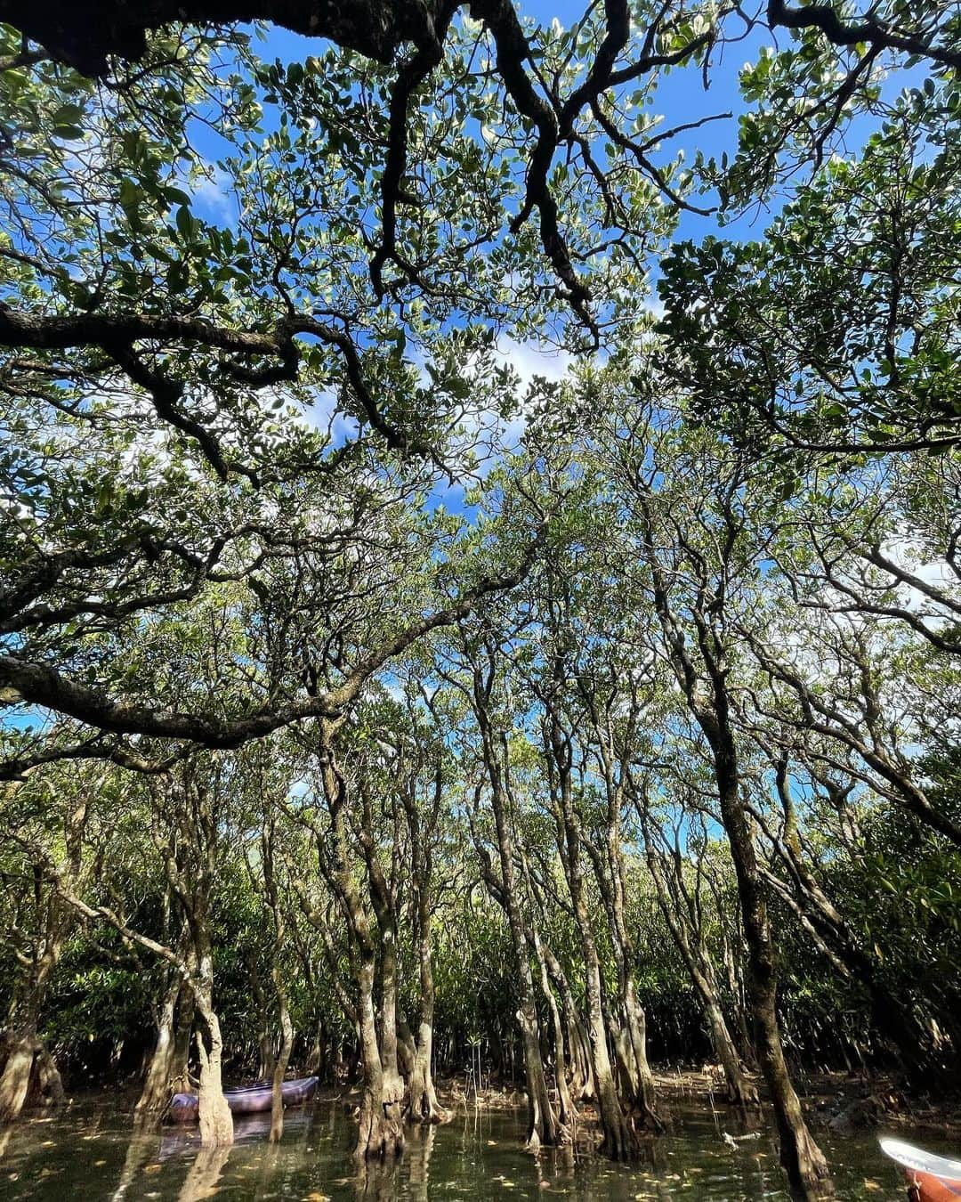 水原希子 さんのインスタグラム写真 - (水原希子 Instagram)「マングローブの中をカヤックでくぐり抜けた🌱 カニ発見🦀捕まえるの得意☺️✌🏻 たこさんウィンナーみたいなお花たち🐙💕 kayaking at the mangrove forest 🌿 can’t help my self catching crabs! I’m so good at it :)) cute octopus flowers 🐙」10月25日 8時24分 - i_am_kiko