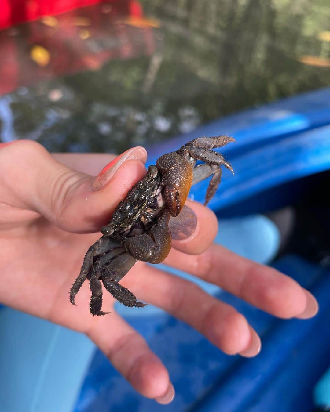 水原希子 さんのインスタグラム写真 - (水原希子 Instagram)「マングローブの中をカヤックでくぐり抜けた🌱 カニ発見🦀捕まえるの得意☺️✌🏻 たこさんウィンナーみたいなお花たち🐙💕 kayaking at the mangrove forest 🌿 can’t help my self catching crabs! I’m so good at it :)) cute octopus flowers 🐙」10月25日 8時24分 - i_am_kiko