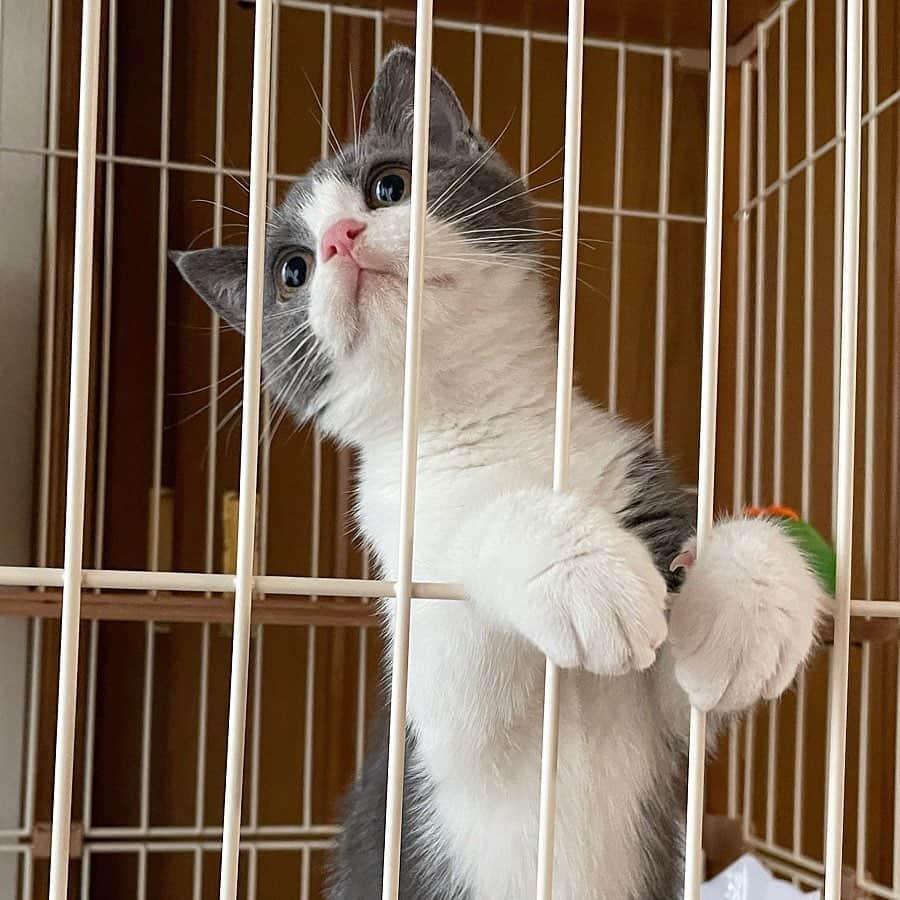のインスタグラム：「はじめておうちきたひ 天使?🥲  #ブリティッシュショートヘア#ブリショー#はちわれ」